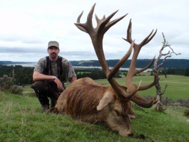 Hunting Red Stag 300-350 Inches in New Zealand - Red Stag (Cervus ...