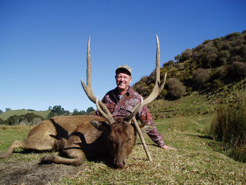 Rusa Deer - Four Seasons Safaris New Zealand