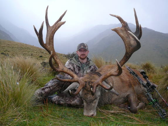 Hunting Red Stag 300-350 Inches in New Zealand - Red Stag (Cervus ...