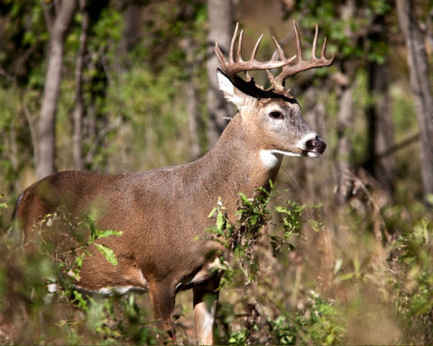 WHITETAIL : Four Seasons Safaris New Zealand