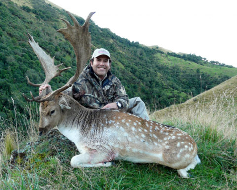 Fallow Deer : Four Seasons Safaris New Zealand