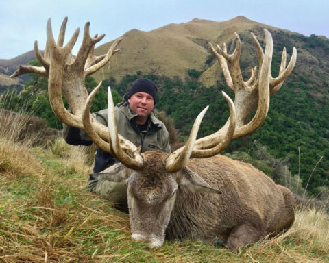 Red Stag : Four Seasons Safaris New Zealand