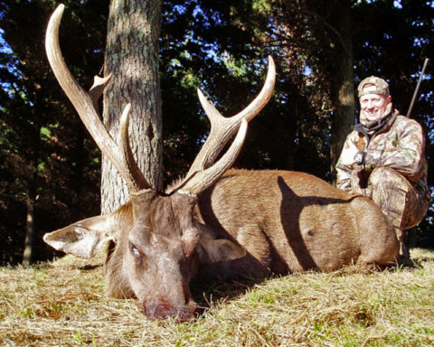 Sambar-Deer-NZ-Hunt-05 : Four Seasons Safaris New Zealand