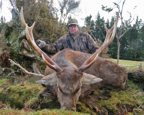 Sika Deer : Four Seasons Safaris New Zealand